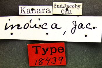Media type: image; Entomology 18439   Aspect: labels